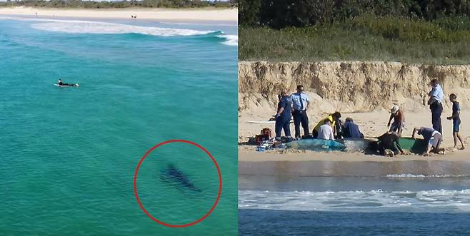 사진 왼쪽은 최근 사고 현장에서 드론으로 촬영된 상어와 서퍼의 모습으로 이번 사망 사건과는 관련없음. 오른쪽은 사고 현장 당시의 모습