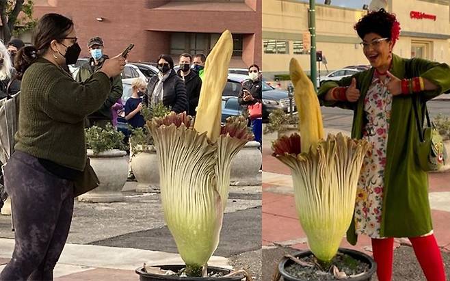 미국 캘리포니아주 샌프란시스코 베이 지역 앨러미다에서 희귀 식물을 관리하는 묘목장을 운영하는 솔로몬 레이바는 지난 17일(현지 시각) 시체꽃을 이웃과 함께 구경하기 위해 폐주유소로 시체꽃 화분을 옮겼다. 이 꽃을 구경하기 위해 폐주유소에는 1200명이 넘게 방문했다./트위터