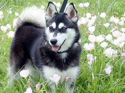 출처: 이미지출처[Dog Breeds List]