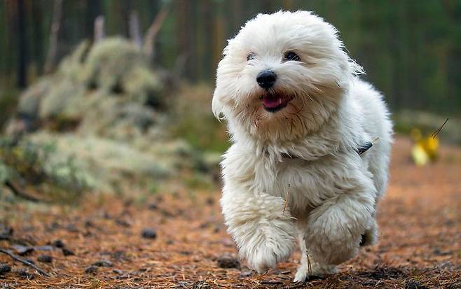 출처: 이미지출처[Dog Breed Atlas]