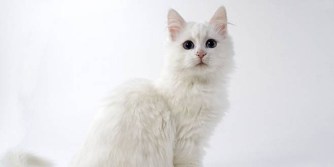 출처: 이미지출처[Cat Breeds List]