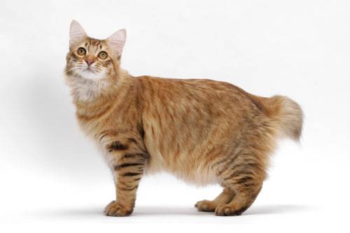출처: 이미지출처[International Cat Care]