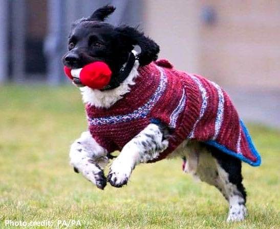 출처: 이미지출처[SPCA]