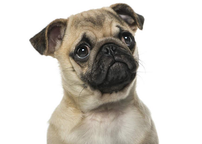 출처: 이미지출처[Omlet]