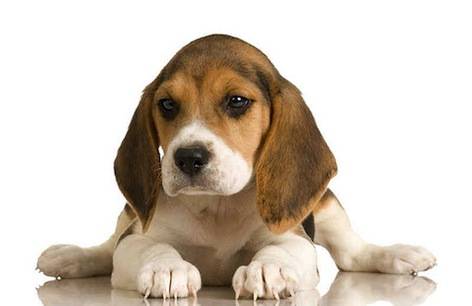 출처: 이미지출처[precision-dog-training.com]