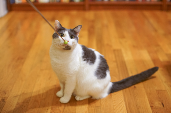 출처: 이미지출처 [pixabay]