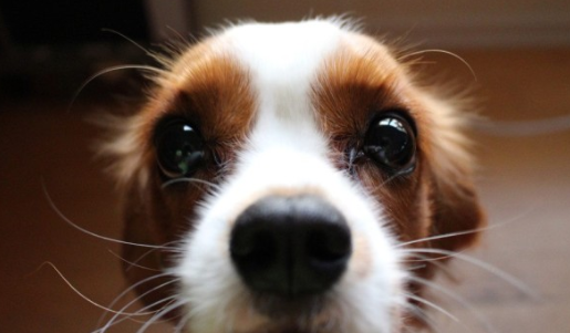 출처: 이미지출처 [pixabay]