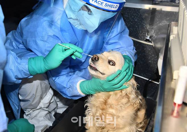 코로나19 확진자와 밀접접촉한 한 반려견이 검체채취를 받고 있다.(사진=뉴스1)