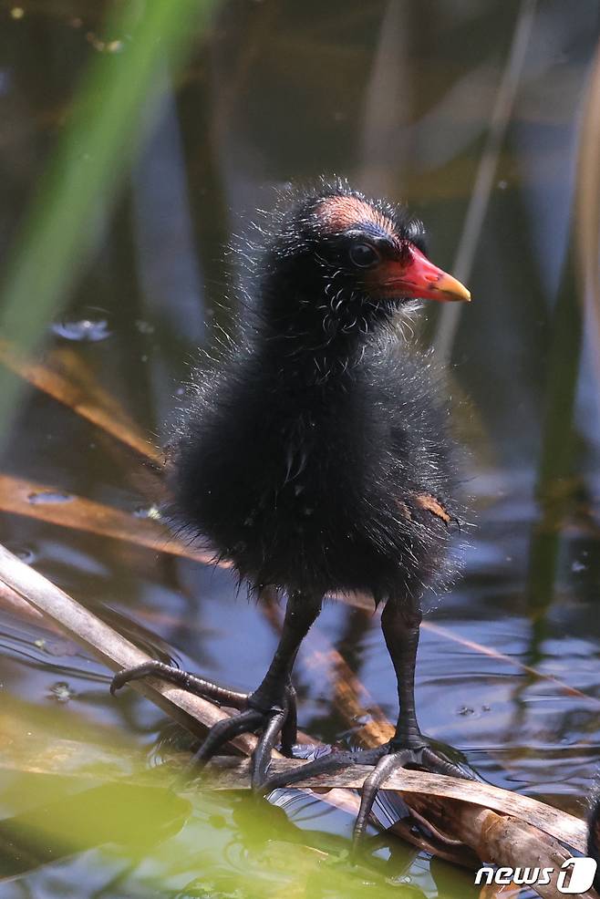 멸종위기 관심대상인 쇠물닭 새끼들이 21일 경북 포항시 북구에 있는 연못에서 어미를 기다리고 있다. 두루미목 뜸부기과인 쇠물닭은 5월에서 8월 사이 5~10개의 알을 낳는다. 2021.5.21/뉴스1 © News1 최창호 기자