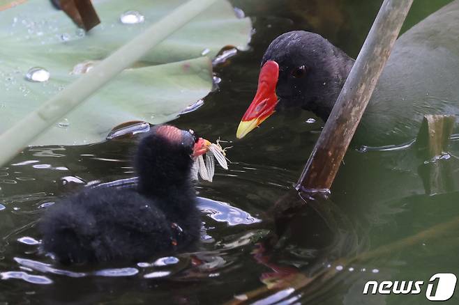 21일 경북 포항시 북구에 있는 연못에서 멸종위기 쇠물닭 새끼가 어미가 새가 물어다 준 풀벌레를 받아먹고 있다.  2021.5.21/뉴스1 © News1 최창호 기자