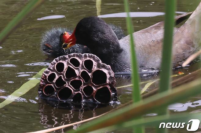 21일 경북 포항시 북구에 있는 연못에서 쇠물닭이 새끼에게 먹잇감을 먹이고 있다. 2021.5.21/뉴스1 © News1 최창호 기자