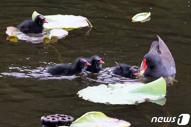 멸종위기 관심대상인 쇠물닭 가족이 21일 경북 포항시 북구에 있는 연못에서 산책을 즐기고 있다.  2021.5.21/뉴스1 © News1 최창호 기자