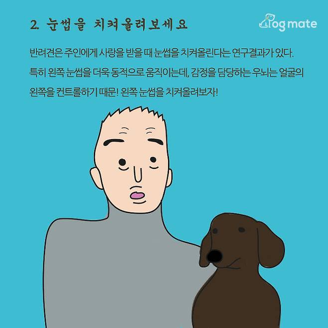 출처: 도그메이트