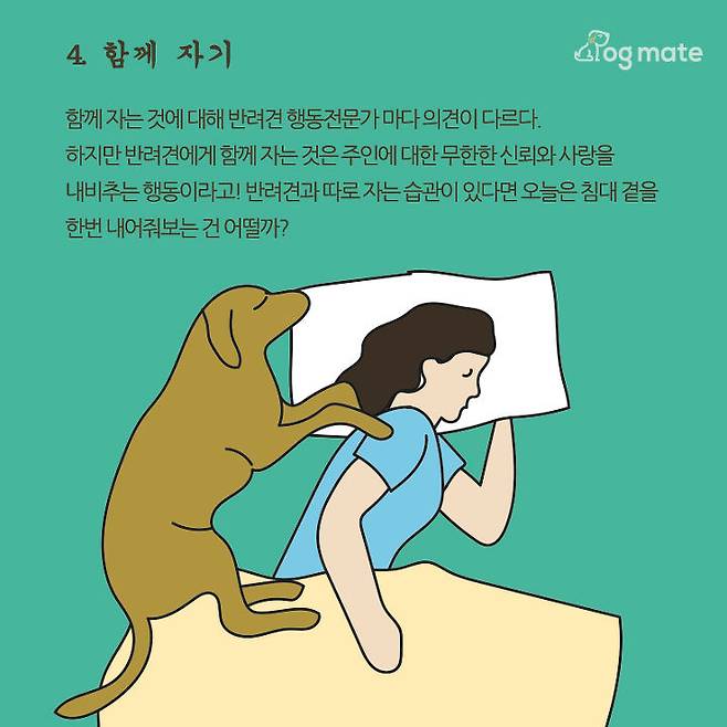 출처: 도그메이트