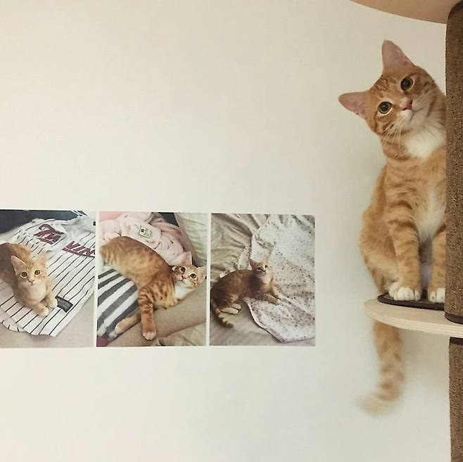 출처: 꿀하우스