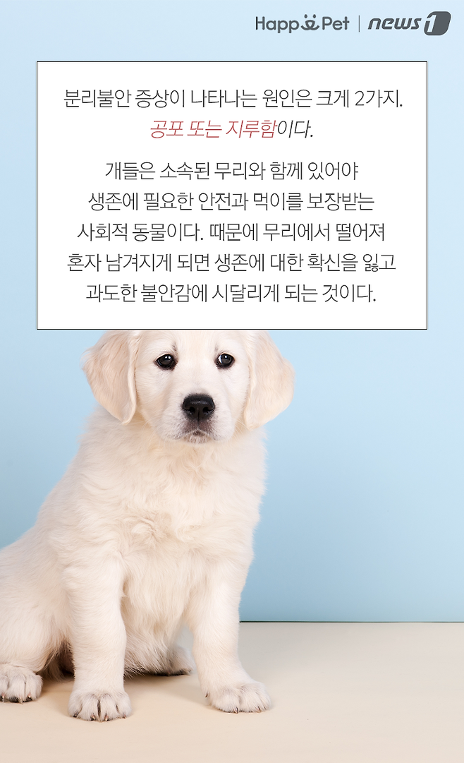 개 분리불안 증상 원인과 해결책 8