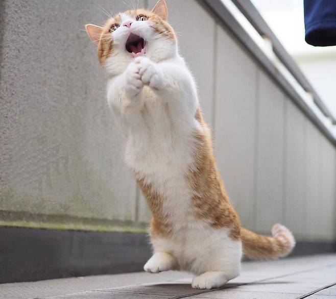 출처: instagram@amaccho5160