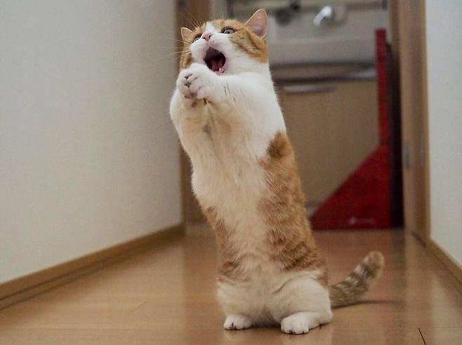 출처: instagram@amaccho5160