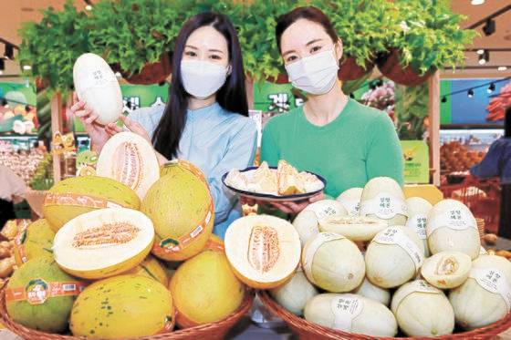 롯데마트가 이색 과일에 대한 수요가 높아지는 트렌드에 맞춰 다양한 신품종을 한자리에 모은 행사를 잇달아 진행하고 있다. 평소 접할 수 없던 색다른 과일을 만날 수 있는 기회다. 서울역점 직원들이 이색 멜론을 소개하고 있다. [사진 롯데마트]