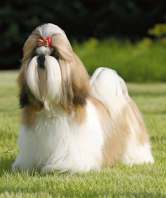 출처: Dori Shih Tzu