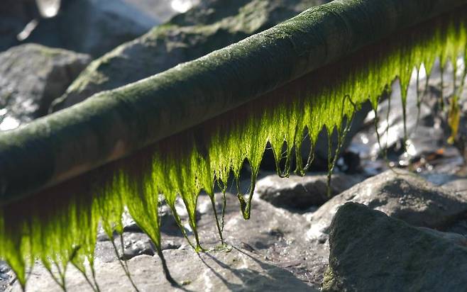 출처: 자연과 생태