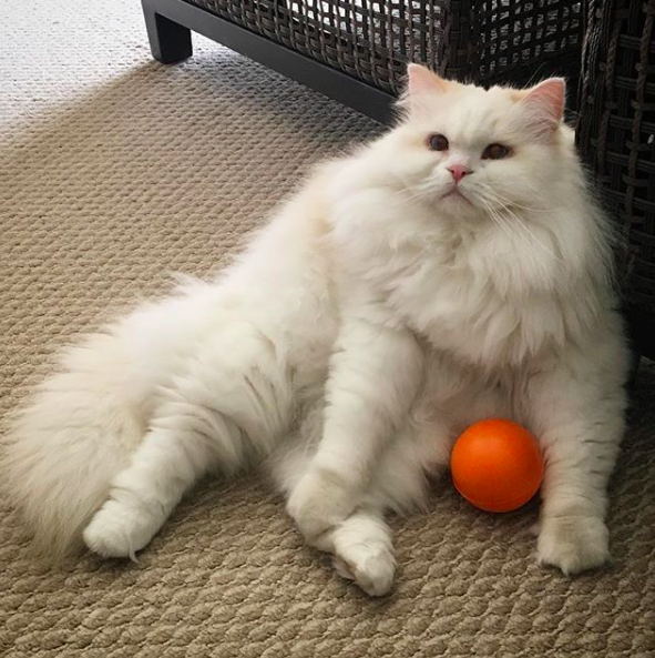 출처: https://www.instagram.com/sir_silas_kitty/