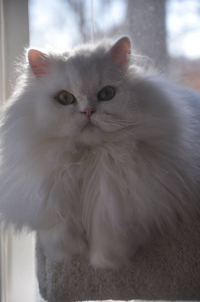 출처: https://imgur.com