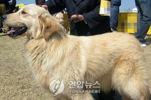 골든레트리버. [연합뉴스]  ※사진은 기사내용과 관련이 없습니다.