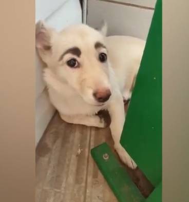 출처: Stray dog with striking 'eyebrows' has become internet sensation