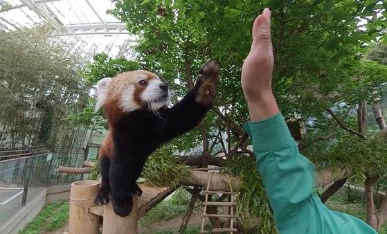 레서판다가 사육사와 하이파이브를 하고 있다. 왕준열PD
