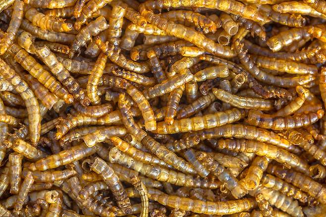 출처: gettyimagesbank