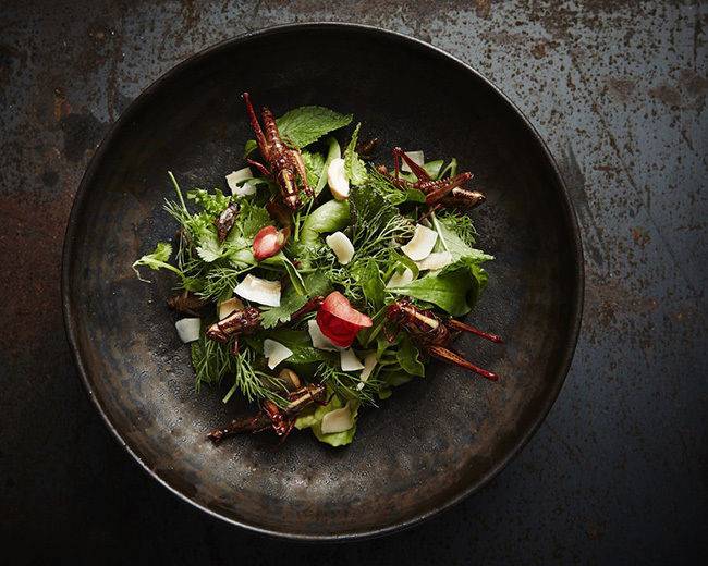 출처: Insects in the Backyard