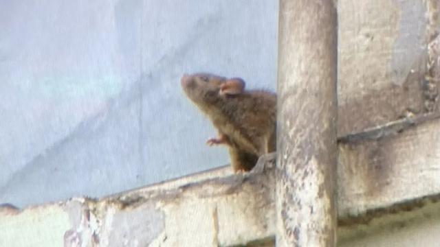 중국의 한 아파트에서 60대 남성이 키운 쥐