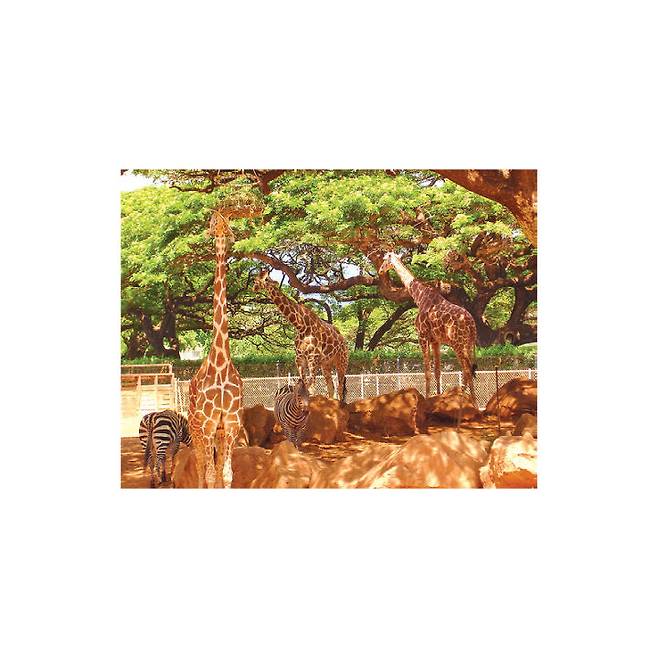 출처: 하와이 100배 즐기기