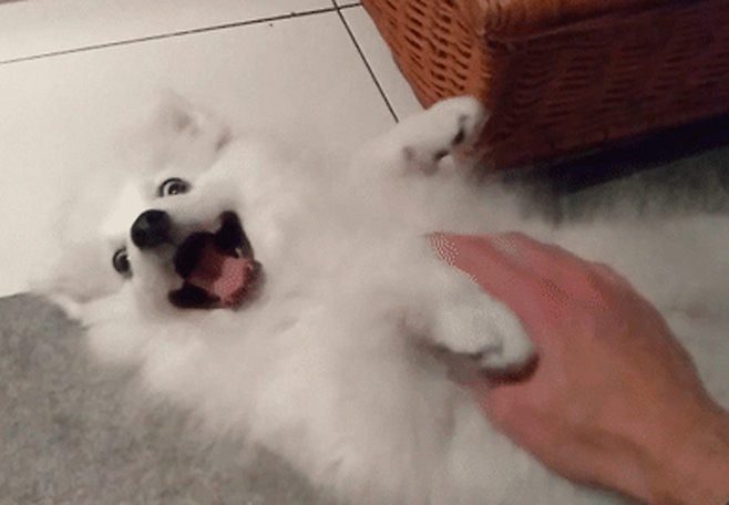 배 보여주기, 좋은 뜻 아니었어? 강아지 애정 표현 VS 불만 표현 | 비마이펫