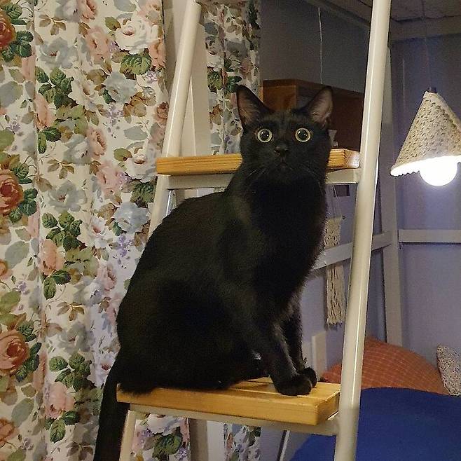 출처: 집꾸미기에서 정보 알아보기 (▲이미지 클릭!)