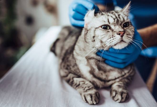 고양이 곰팡이성 피부염, 자연치유 가능할까? | 올라펫