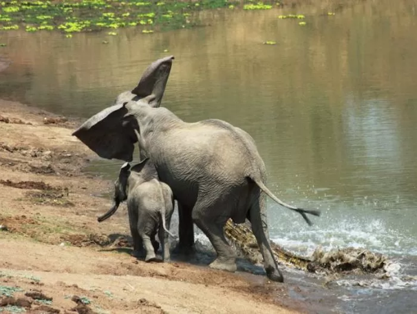 출처: https://en.goodtimes.my/2017/09/18/crocodile-attacks-mother-elephant-brave-baby-elephant-comes-mothers-rescue-brilliant-trick/