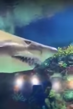 출처: https://www.youtube.com/watch?time_continue=9&v=ipdwrhHFRIY&feature=emb_title