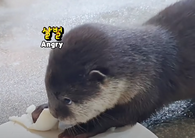 출처: https://www.youtube.com/watch?v=kkjD6cDNWZc