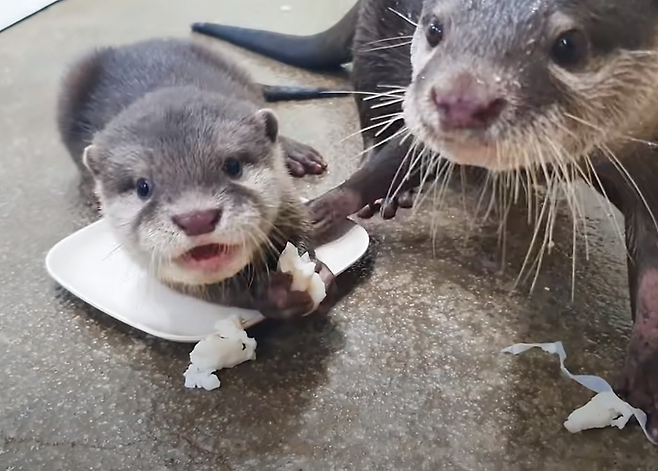 출처: https://www.youtube.com/watch?v=kkjD6cDNWZc