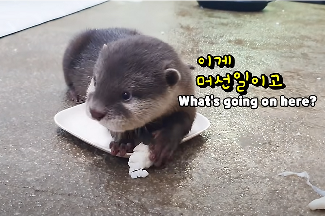 출처: https://www.youtube.com/watch?v=kkjD6cDNWZc