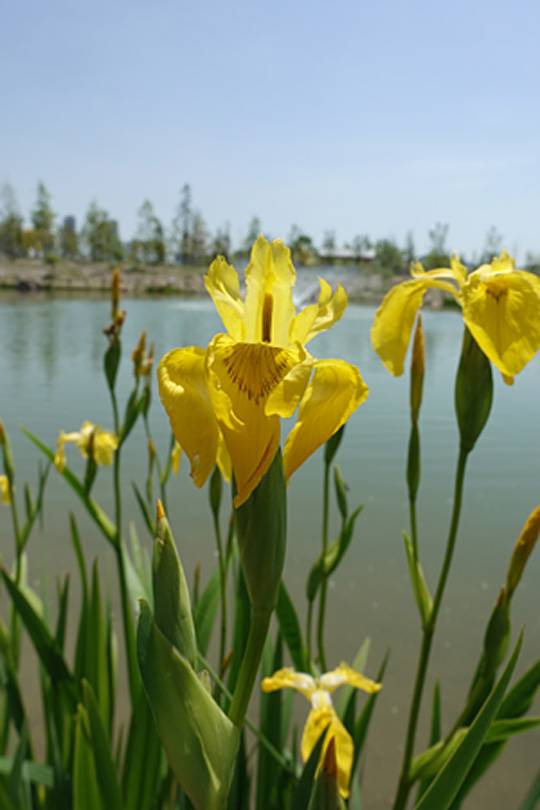 노랑꽃창포(Iris pseudacorus)