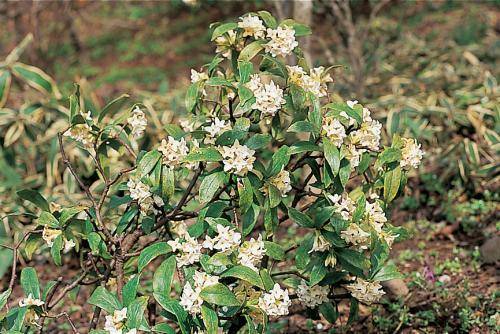 출처: 국립생물자원관