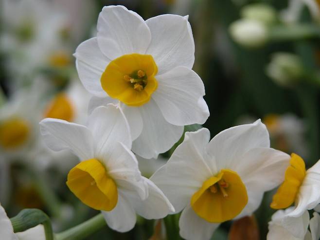 출처: 국립생물자원관