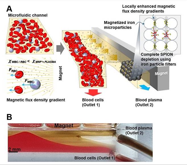 UNIST, 자석 하나로 혈액에서 혈장 분리하는 기술 개발 자석을 이용한 혈장 분리 원리를 나타낸 그림(A)과 실제 혈장(노란색)이 분리된 모습(B). [울산과학기술원 제공. 재판매 및 DB 금지]