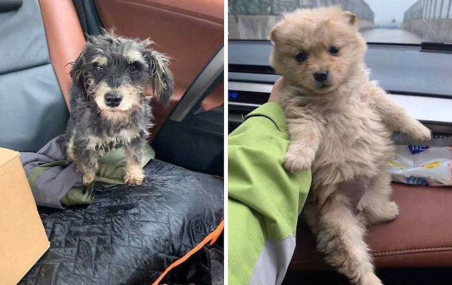 출처: Compassion For Animals