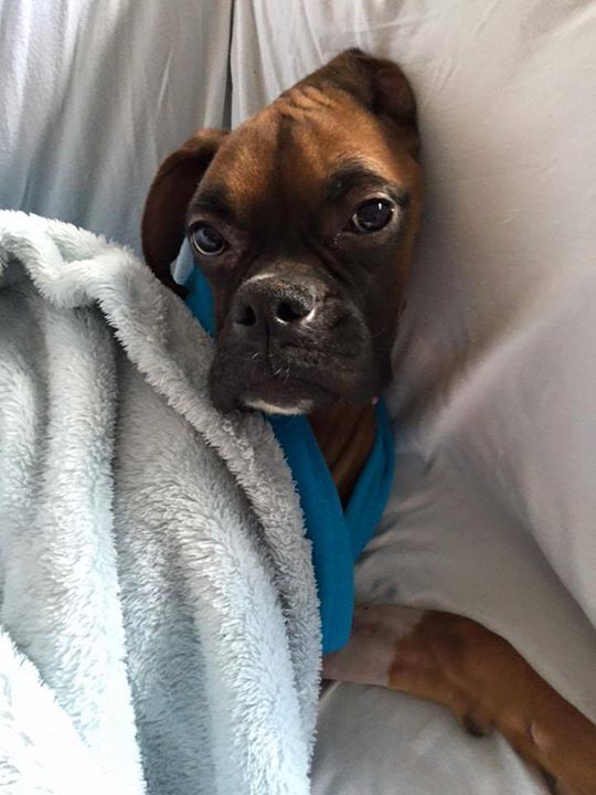 출처: https://3milliondogs.com/3-million-dogs/emaciated-boxer-found-curled-up-in-park-fighting-for-life-see-the-dogs-amazing-recovery/