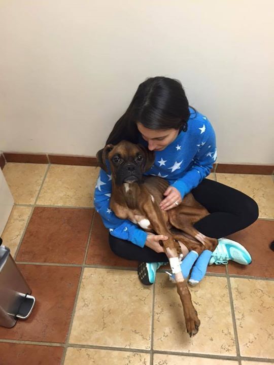 출처: https://3milliondogs.com/3-million-dogs/emaciated-boxer-found-curled-up-in-park-fighting-for-life-see-the-dogs-amazing-recovery/