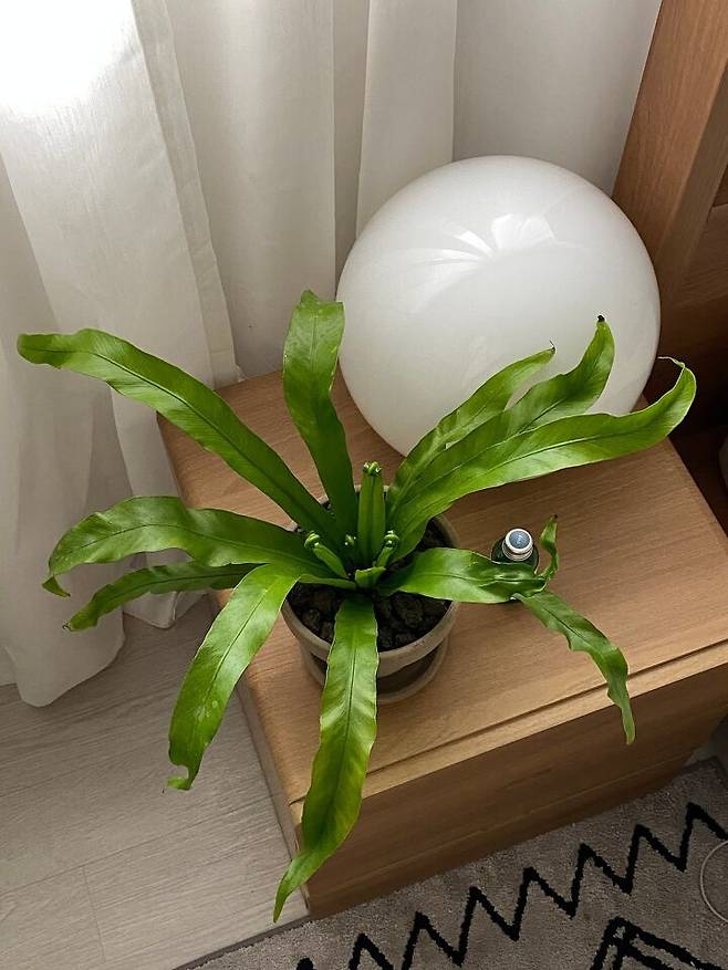 출처: <조명> 등 제품정보 모아보기(▲이미지클릭)